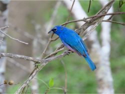 Rose-bellied Bunting